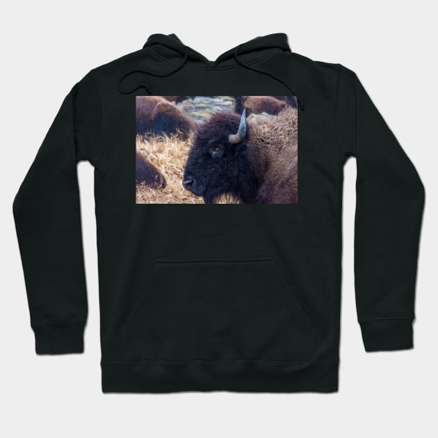 American Bison Woolaroc Oklahoma Hoodie by Debra Martz